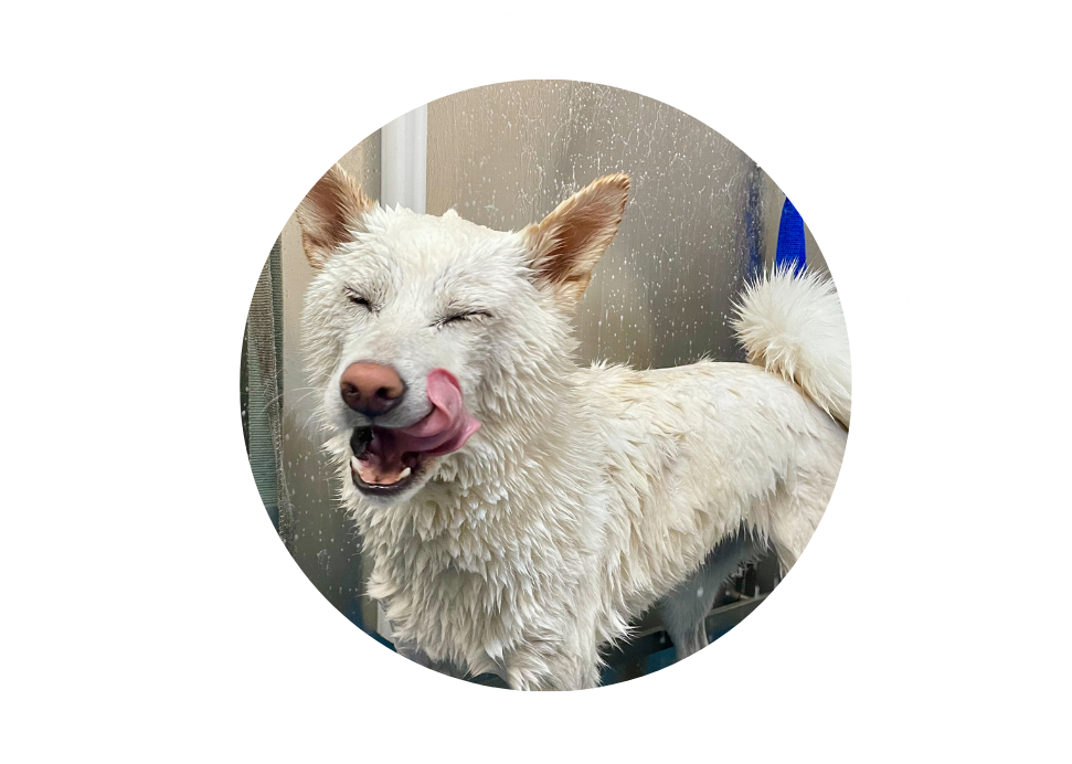 Home sweet sales home dog grooming